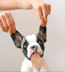 For Sensitive Dogs