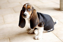 Floppy-Eared Breeds